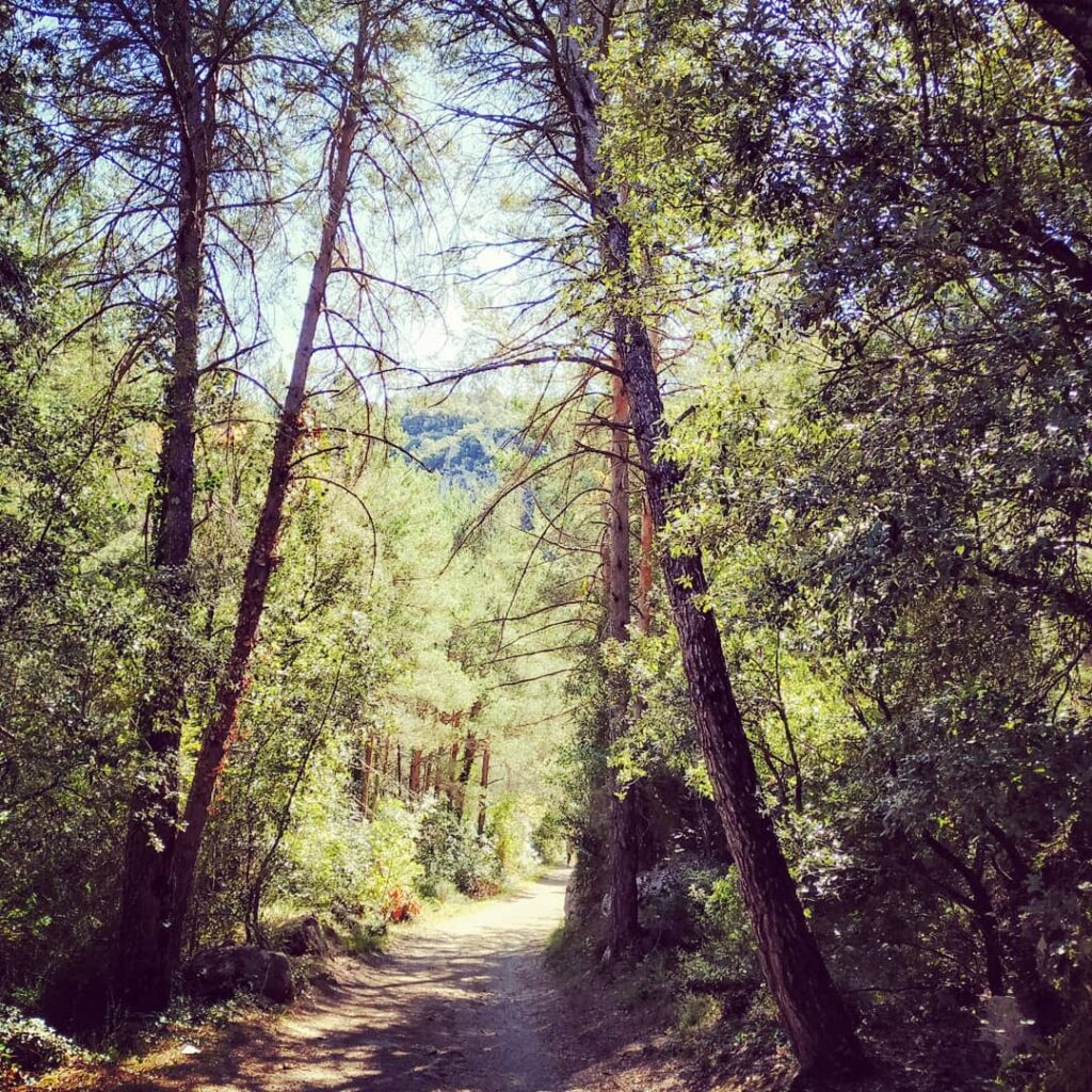 Sendero en el bosque para iniciar un primer paso de autoconocimiento emocional